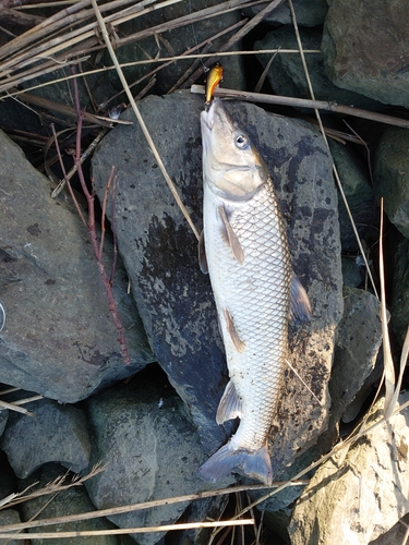 ニゴイの釣果