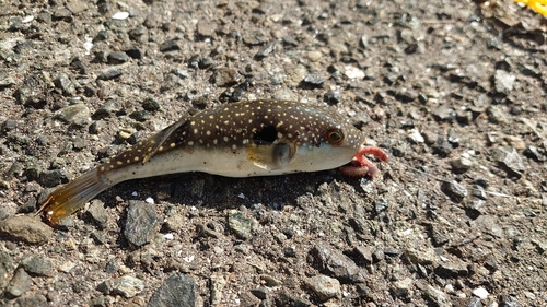 クサフグの釣果