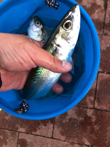 サバの釣果