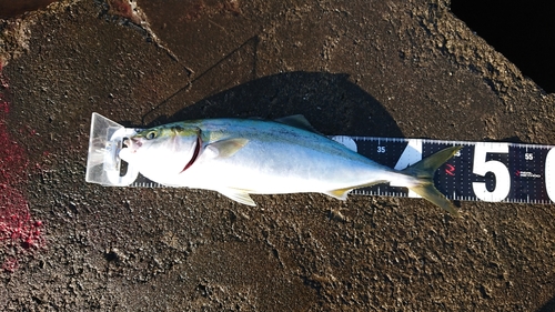 ツバスの釣果