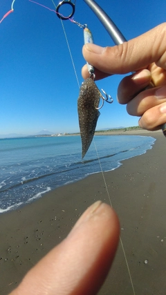 シタビラメの釣果