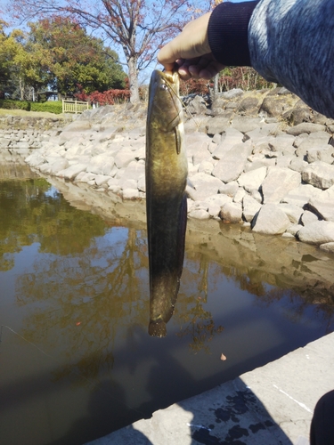 ナマズの釣果