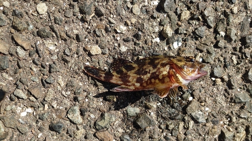 カサゴの釣果