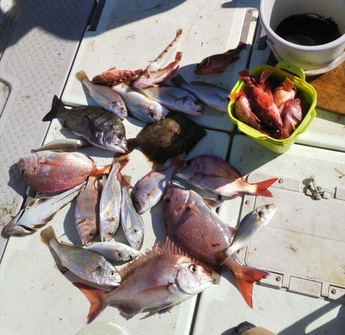 タイの釣果