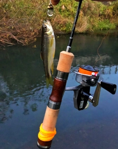 カワムツの釣果