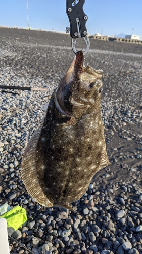 ヒラメの釣果