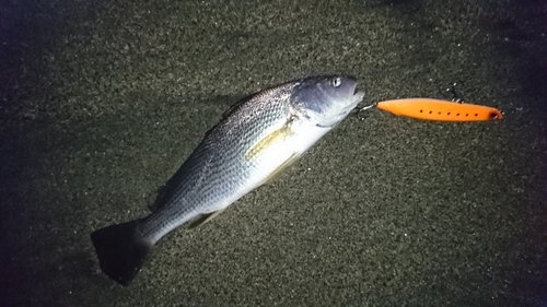 イシモチの釣果