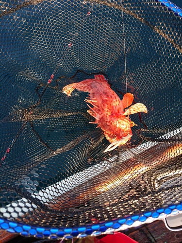 オニカサゴの釣果