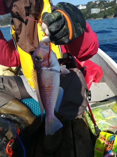 アマダイの釣果