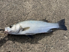 フッコ（ヒラスズキ）の釣果