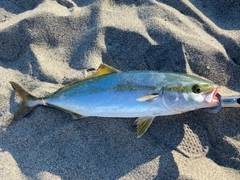 ワカシの釣果