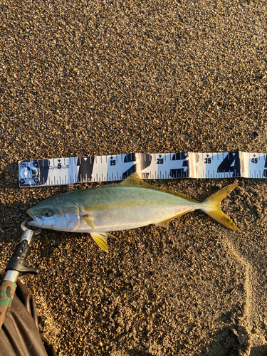 ハマチの釣果