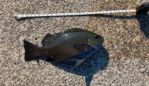 メジナの釣果