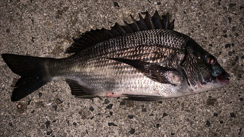 チヌの釣果