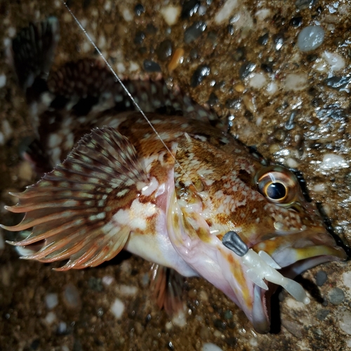 カサゴの釣果