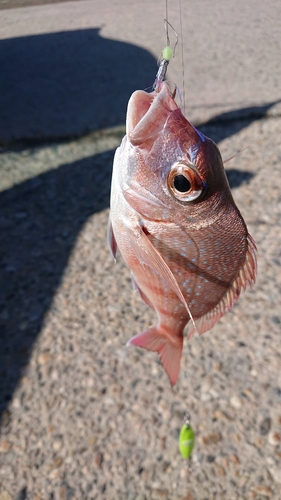 タイの釣果