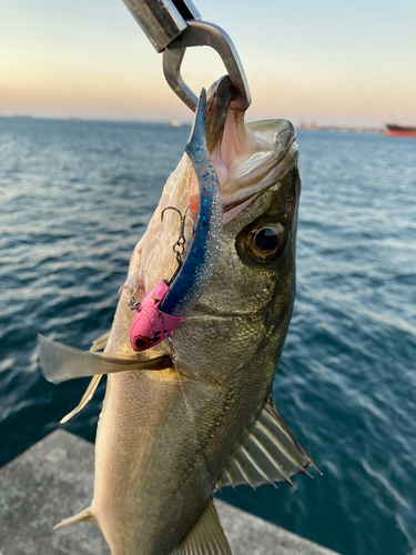 フッコ（マルスズキ）の釣果