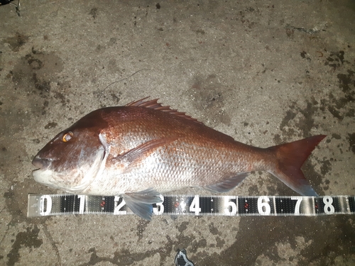 マダイの釣果