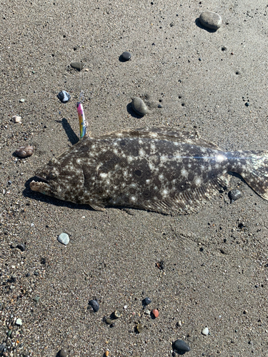 ソゲの釣果