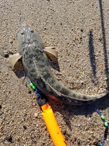 マゴチの釣果