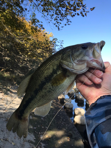 ラージマウスバスの釣果