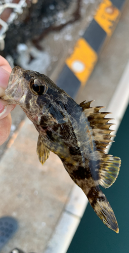 タケノコメバルの釣果