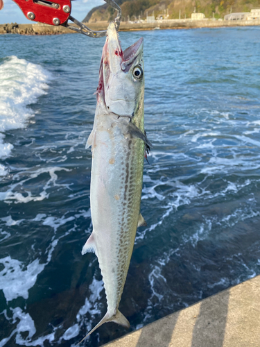 サゴシの釣果