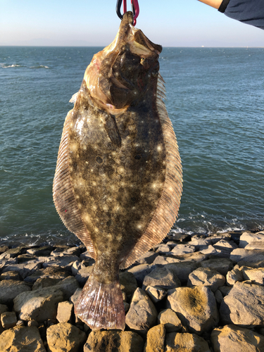 ヒラメの釣果