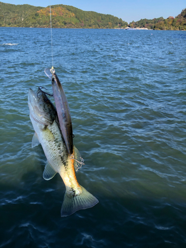 釣果