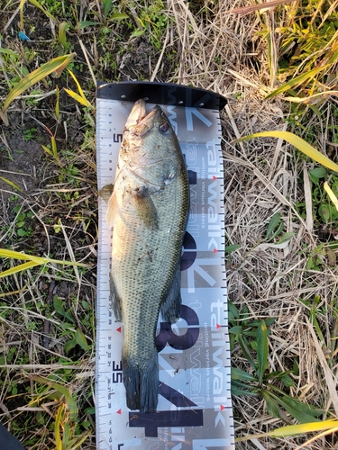 ブラックバスの釣果