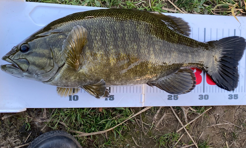 スモールマウスバスの釣果