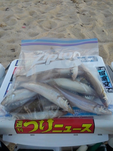 シロギスの釣果