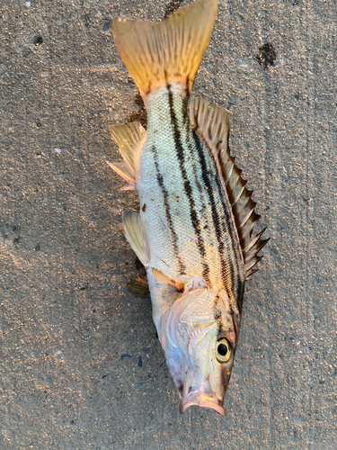 シマイサキの釣果