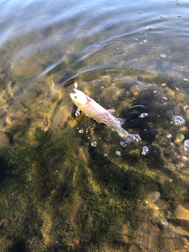 ニジマスの釣果