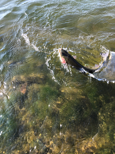 ニジマスの釣果