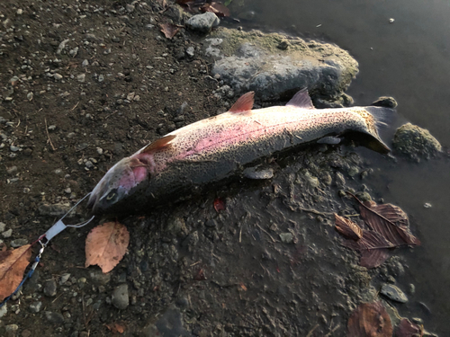 ニジマスの釣果