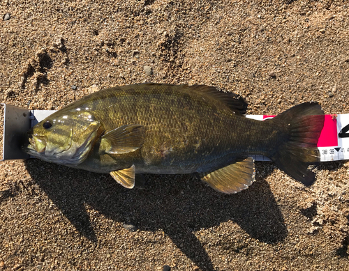 スモールマウスバスの釣果