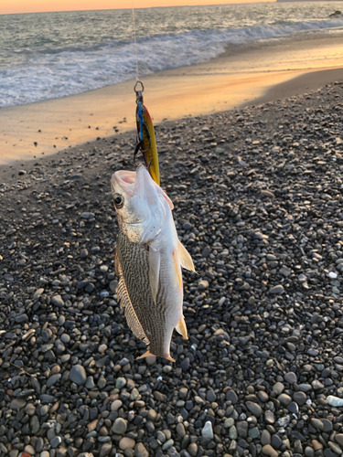 イシモチの釣果