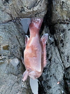 コブダイの釣果