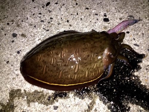 モンゴウイカの釣果