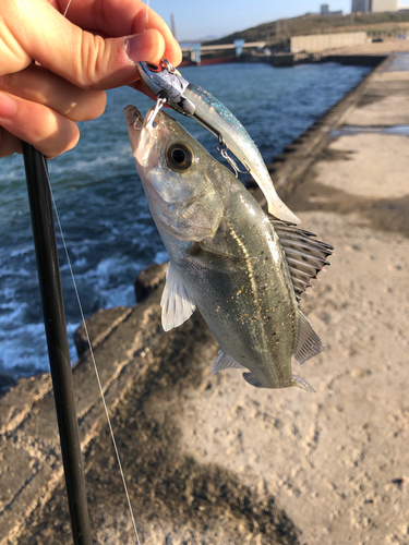 セイゴ（ヒラスズキ）の釣果