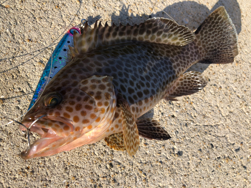 オオモンハタの釣果