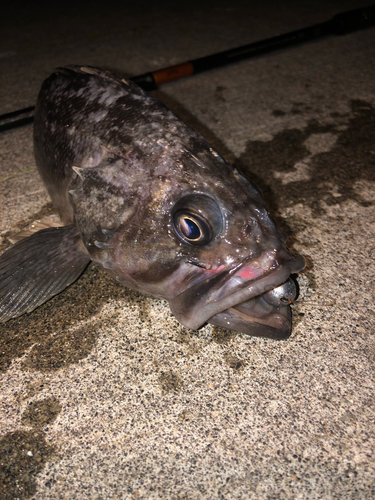 クロソイの釣果