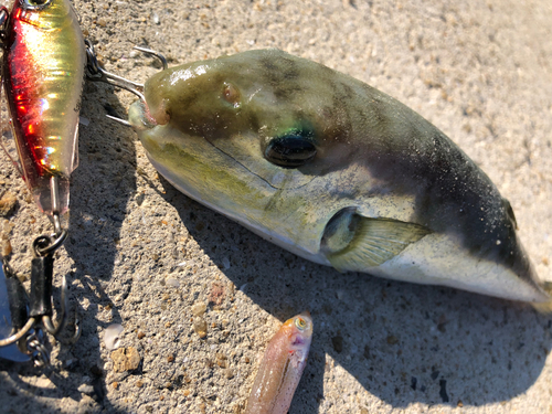 クサフグの釣果