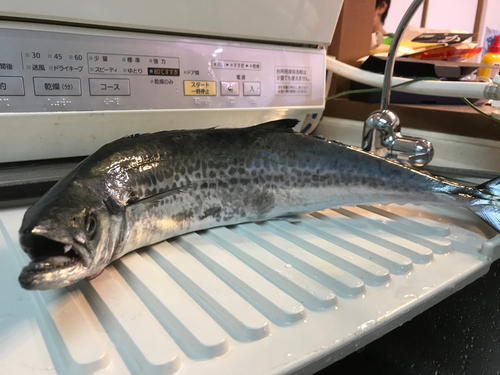 サゴシの釣果