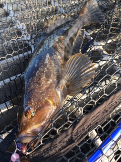 アイナメの釣果