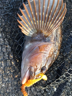 アイナメの釣果