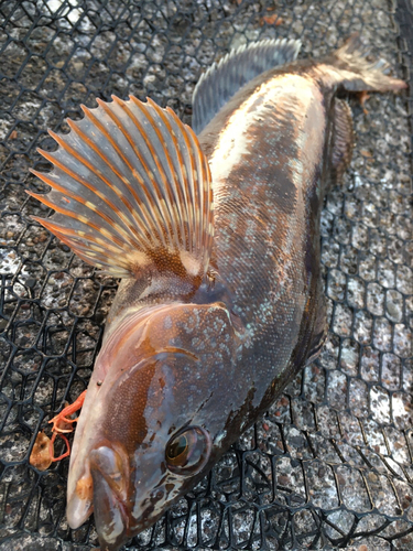 アイナメの釣果