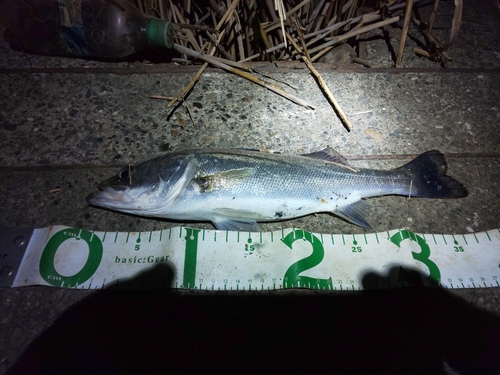 セイゴ（タイリクスズキ）の釣果