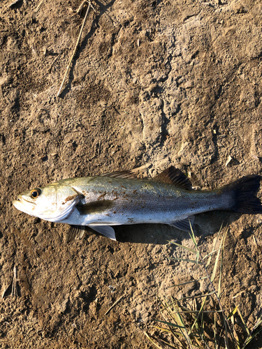 フッコ（マルスズキ）の釣果